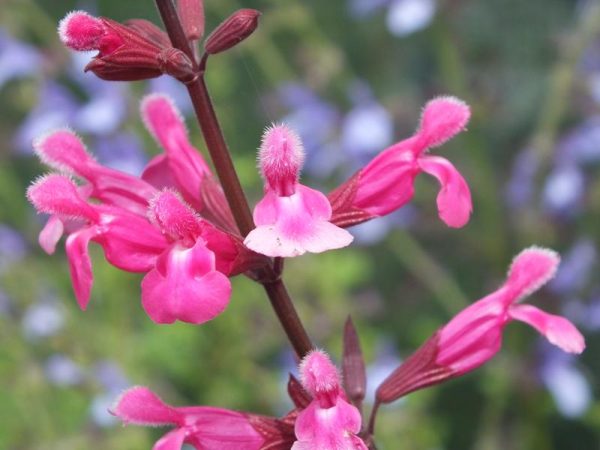 Salvia 'Mulberry Jam'-0