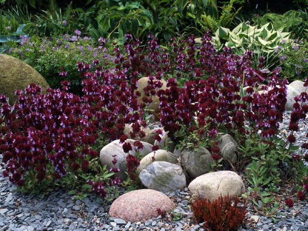 Salvia multicaulis-0