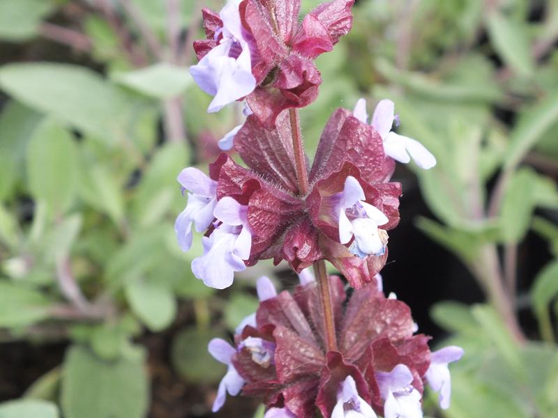 Salvia multicaulis-4467