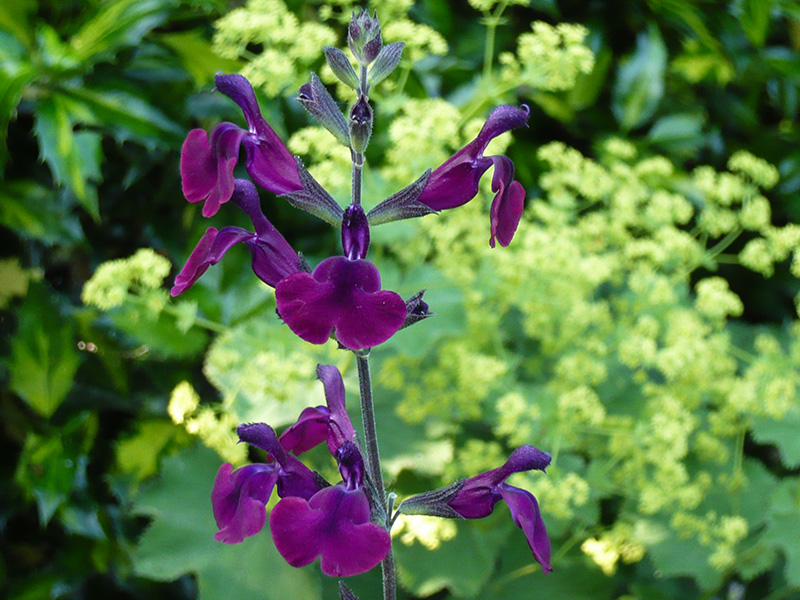 Salvia 'Nachtvlinder'-1429