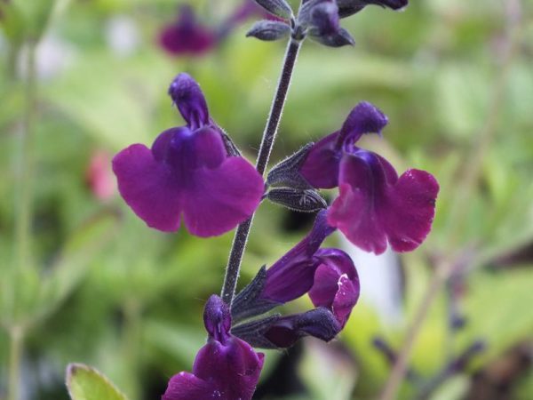 Salvia 'Nachtvlinder'-0