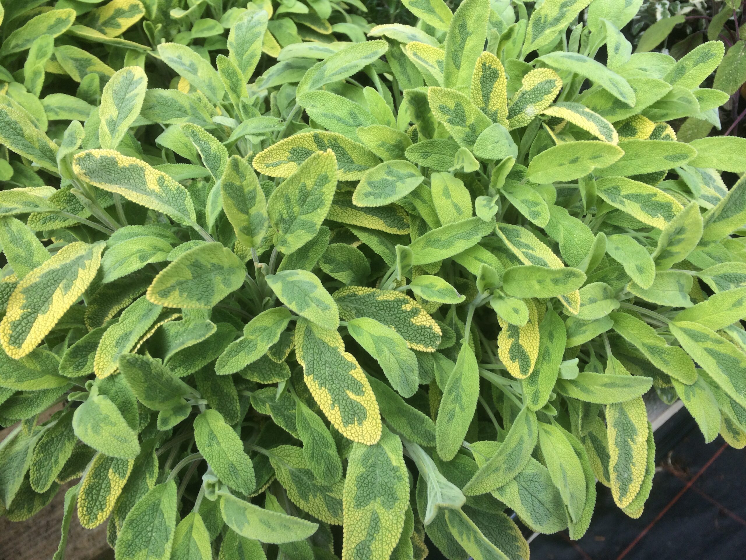 Salvia officinalis 'Icterina'-11823