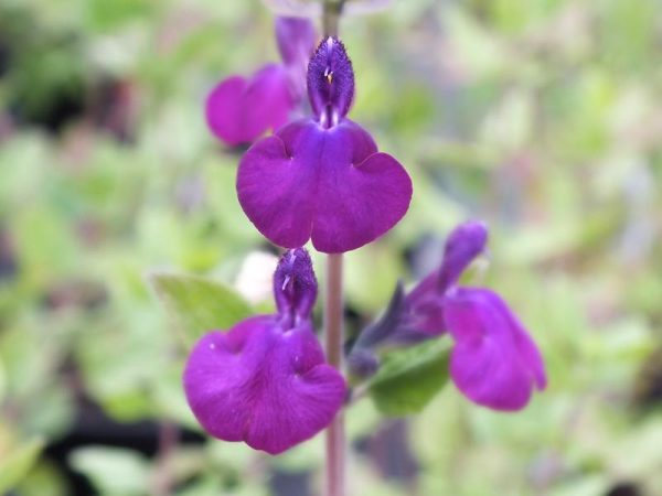 Salvia 'Pam's Purple'-0