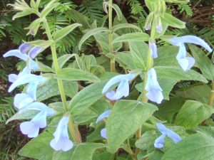 Salvia patens 'Cambridge Blue'-0