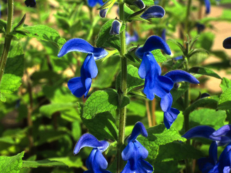 Salvia patens-1430