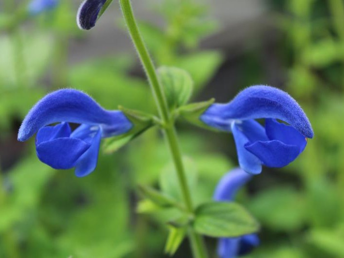 Salvia patens-0