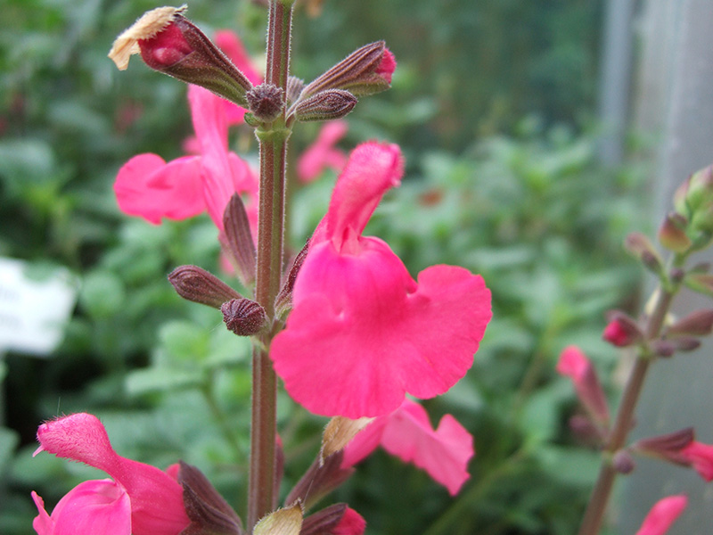 Salvia 'Penny's Smile'-1653