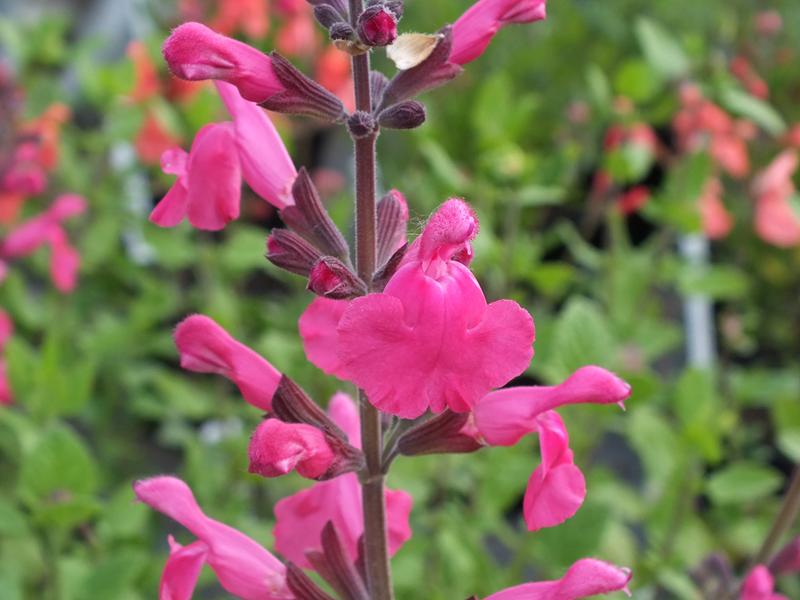 Salvia 'Penny's Smile'-0