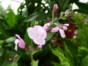 Salvia x jamensis 'Peter Vidgeon'-0