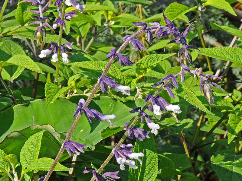 Salvia 'Phyllis Fancy'-0