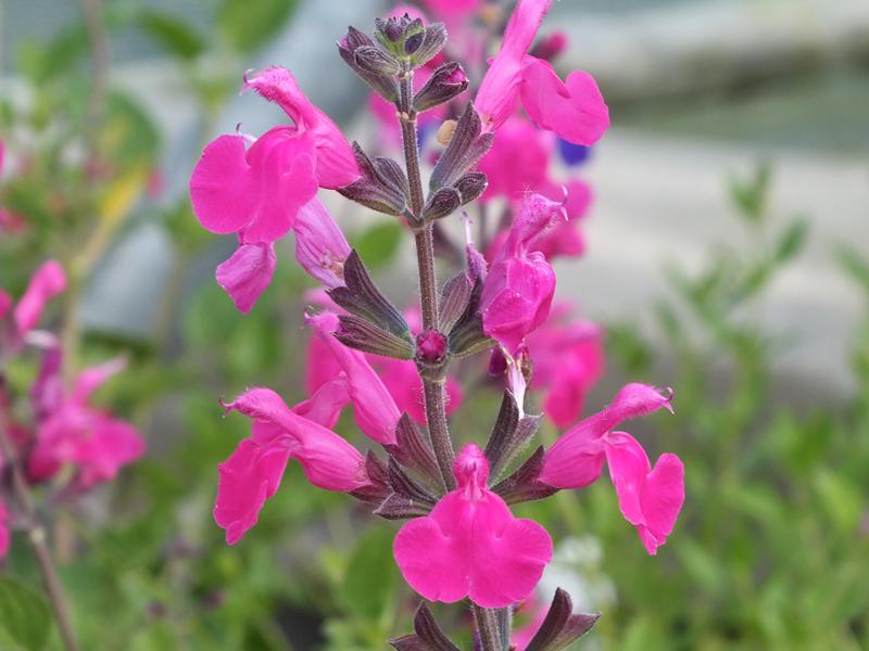 Salvia microphylla 'Pink Blush'-0