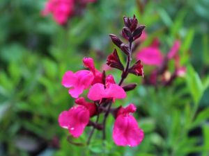 Salvia greggii 'Pink Preference'-0