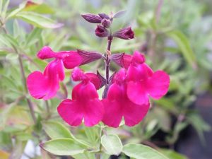 Salvia x jamensis 'Raspberry Royale'-0