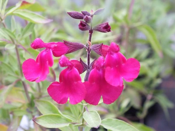 Salvia x jamensis 'Raspberry Royale'-0