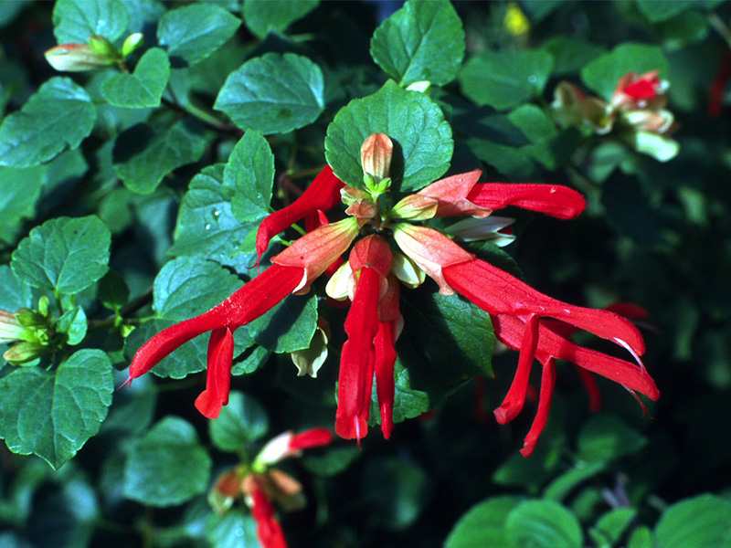 Salvia regla-1659