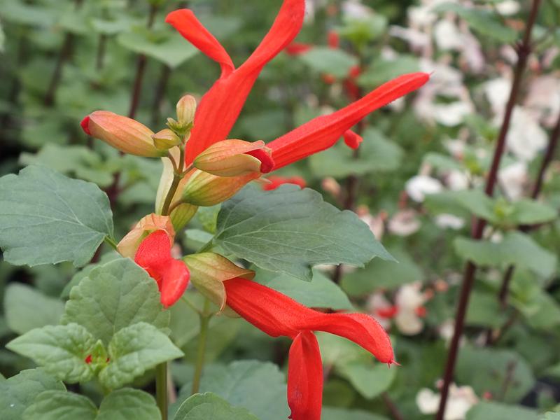 Salvia regla-0