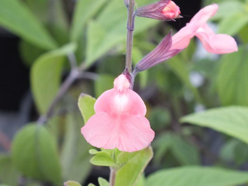 Salvia microphylla 'Ribambelle'-5111