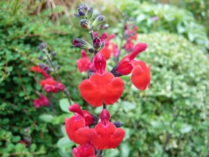 Salvia 'Royal Bumble'-0