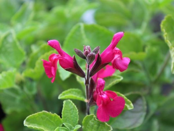 Salvia microphylla 'San Carlos Festival'-0