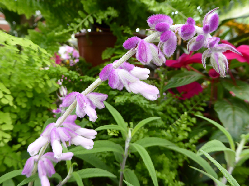 Salvia leucantha 'Santa Barbara'-0