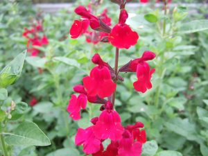 Salvia 'Silas Dyson'-0