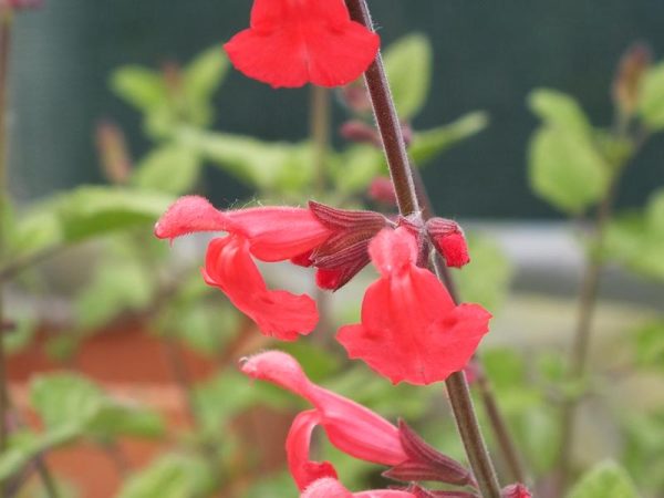 Salvia 'Silke's Dream'-0