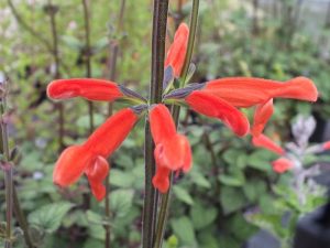 Salvia stolonifera -0
