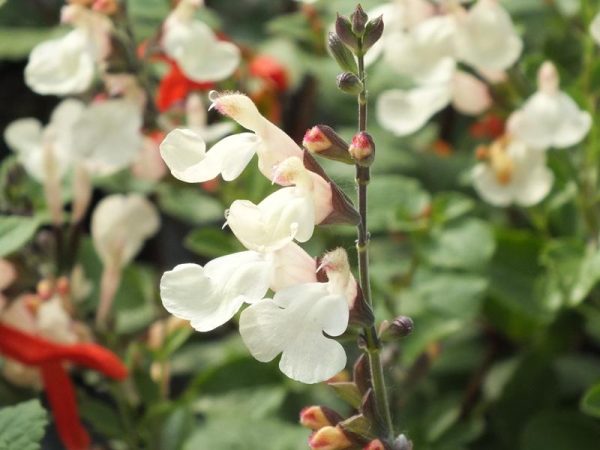 Salvia 'Trelissick'-0