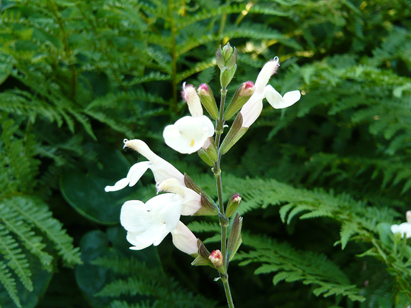 Salvia 'Trelissick'-1667