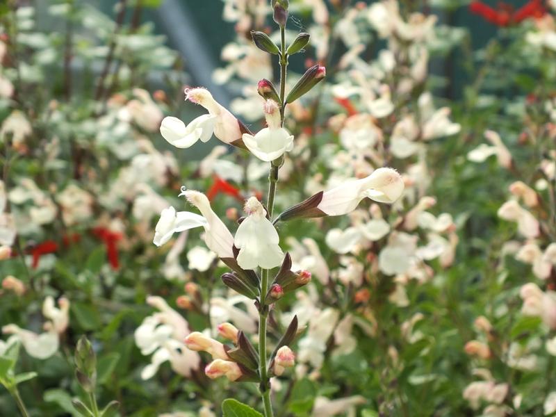 Salvia 'Trelissick'-5100