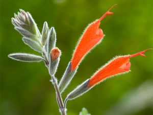Salvia tubiflora-0