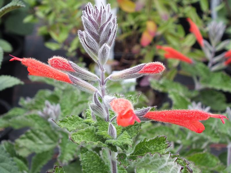 Salvia tubiflora-5098