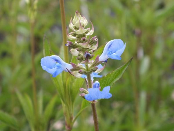Salvia uliginosa-0