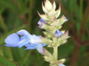 Salvia uliginosa 'Ballon Azul'-0