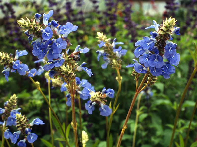 Salvia uliginosa-1651