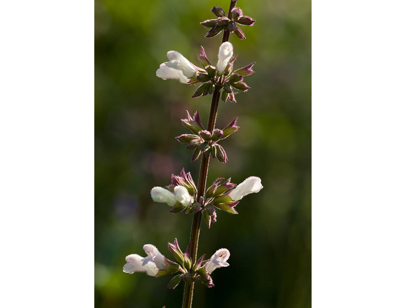 Salvia 'Waverly'-2963