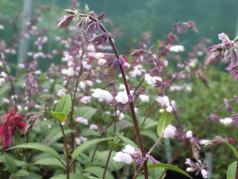 Salvia 'Waverly'-5095