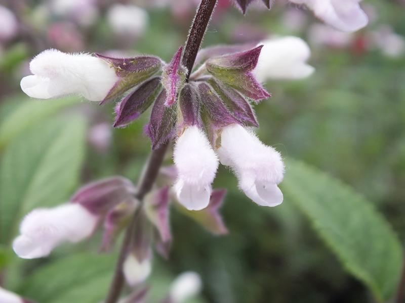 Salvia 'Waverly'-5096