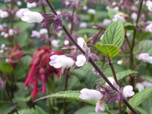 Salvia 'Waverly'-0