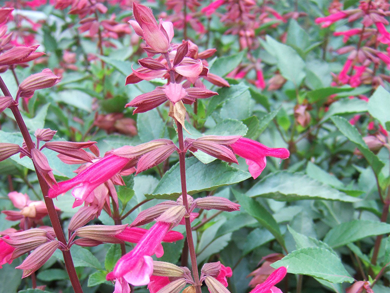 Salvia 'Wendy's Wish'-1648