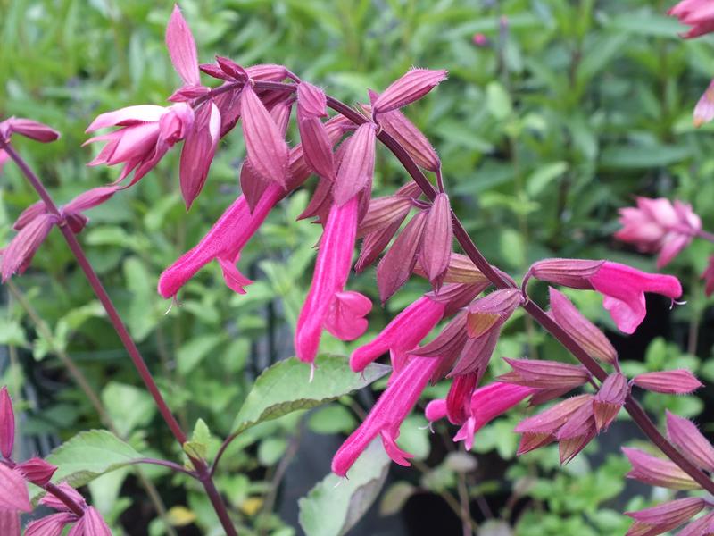Salvia 'Wendy's Wish'-5094
