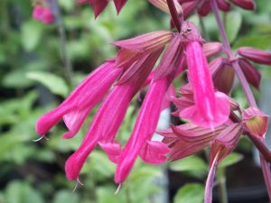 Salvia 'Wendy's Wish'-0