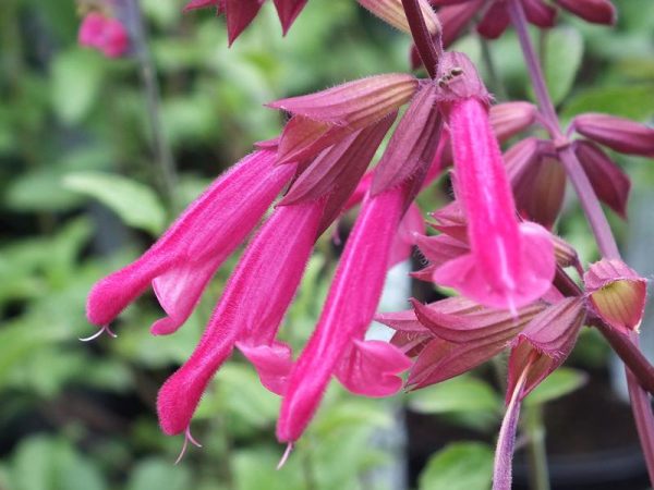 Salvia 'Wendy's Wish'-0