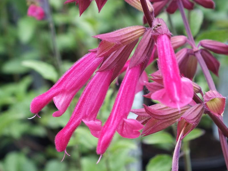 Salvia 'Wendy's Wish'-0