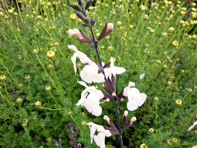 Salvia x jamensis 'Moonlight Serenade'-1663