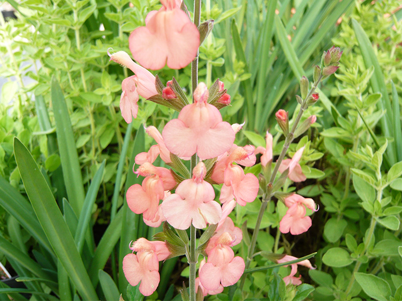 Salvia x jamensis 'California Sunset'-1664