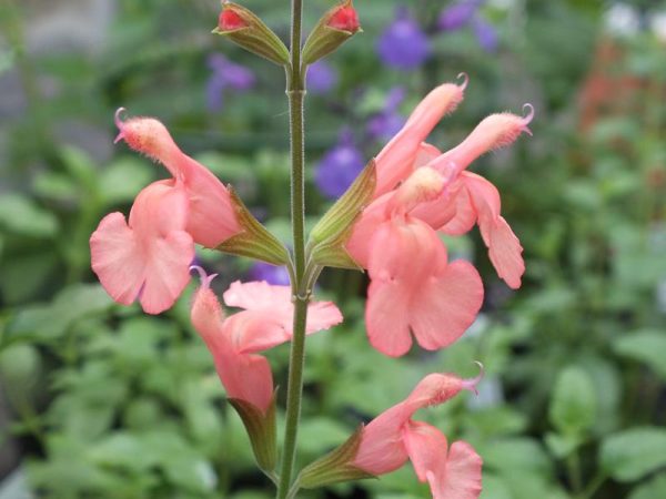 Salvia x jamensis 'California Sunset'-0