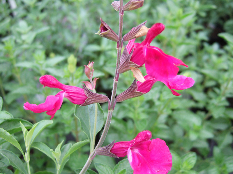 Salvia x jamensis 'Dark Dancer'-1405