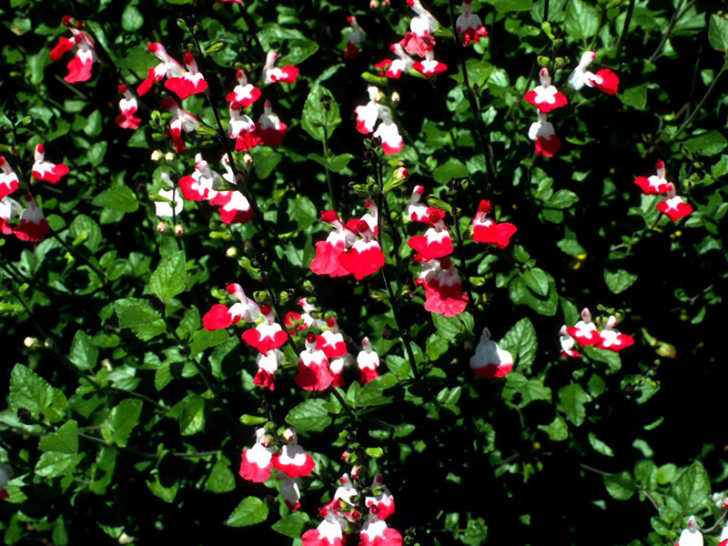 Salvia x jamensis 'Hot Lips'-1406