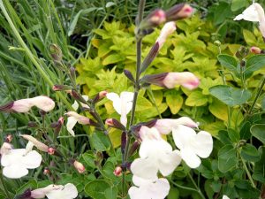 Salvia x jamensis 'La Luna'-0